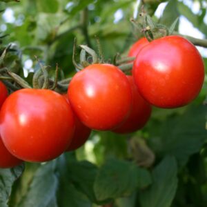 Tomates